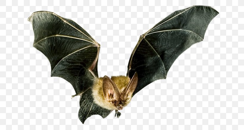 Bat Flight Microbat Mammal Spartan Pest Control Bat Detector, PNG, 699x437px, Bat Flight, Animal, Animal Echolocation, Bat, Bat Detector Download Free