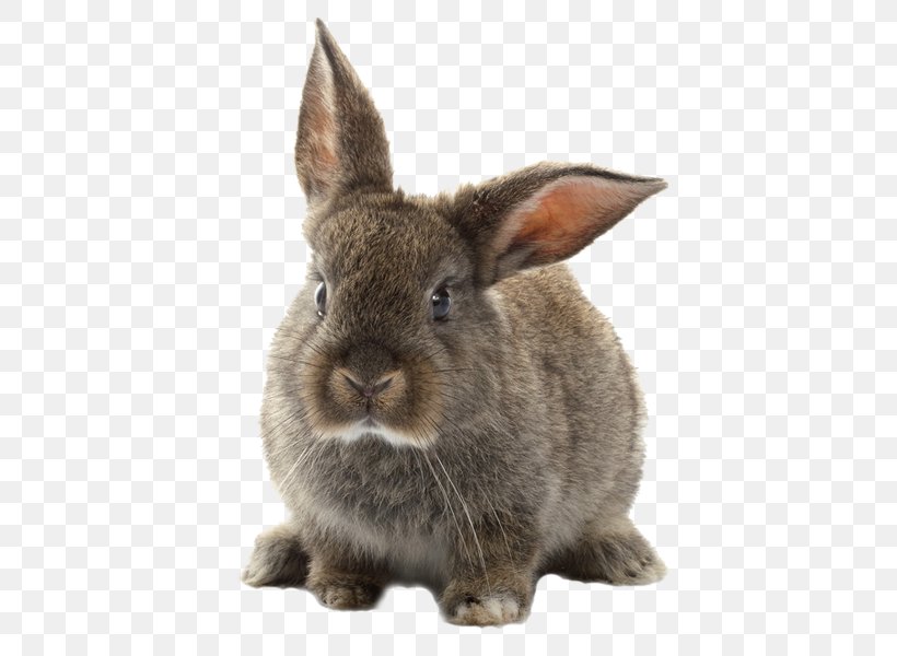 Серый Великан Brush Rabbit Cuniculture Russkiy Krolik, PNG, 600x600px, Rabbit, Amprolium, Animal, Brush Rabbit, Cottontail Rabbit Download Free