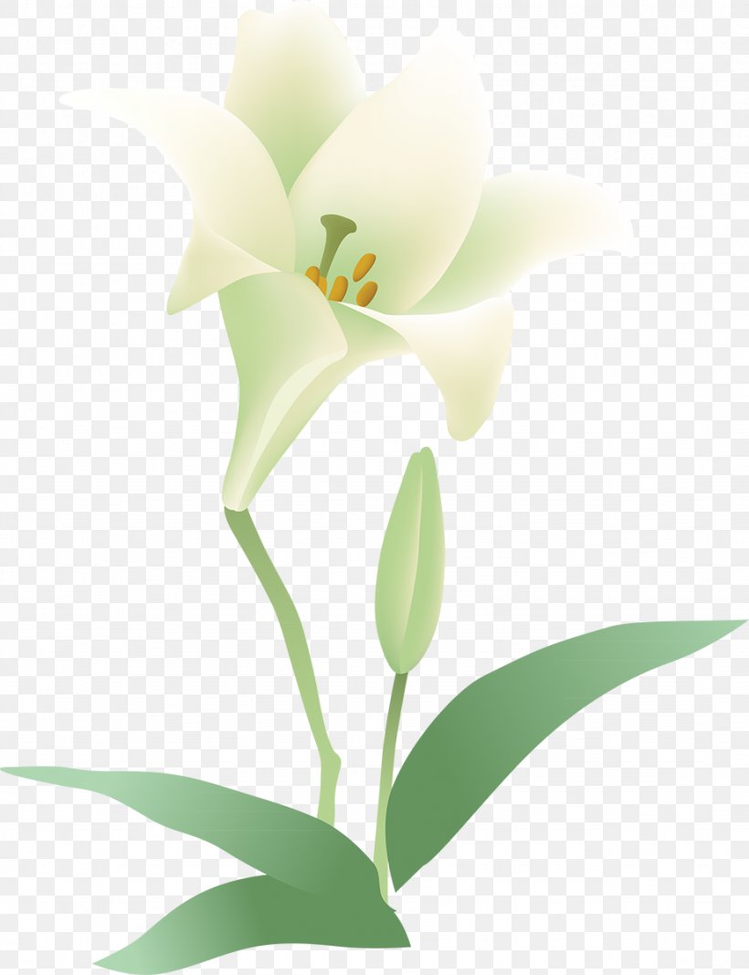 Flowering Plant Cut Flowers Moth Orchids, PNG, 922x1200px, Flower, Cut Flowers, Flora, Flowering Plant, Flowerpot Download Free