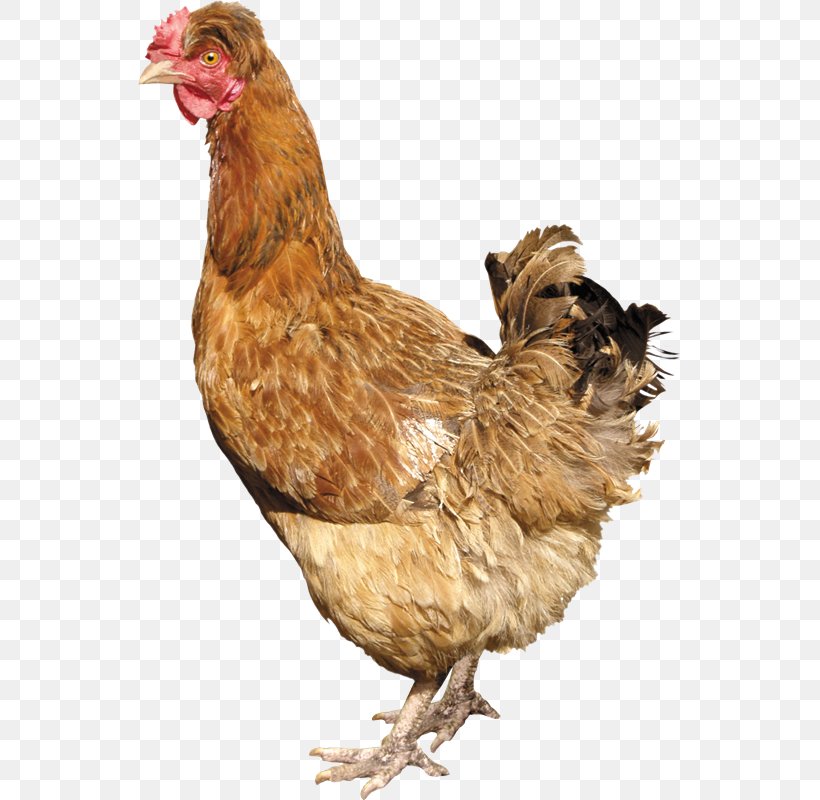 Silkie Solid White Fowl, PNG, 543x800px, Silkie, Beak, Bird, Chicken, Clipping Path Download Free