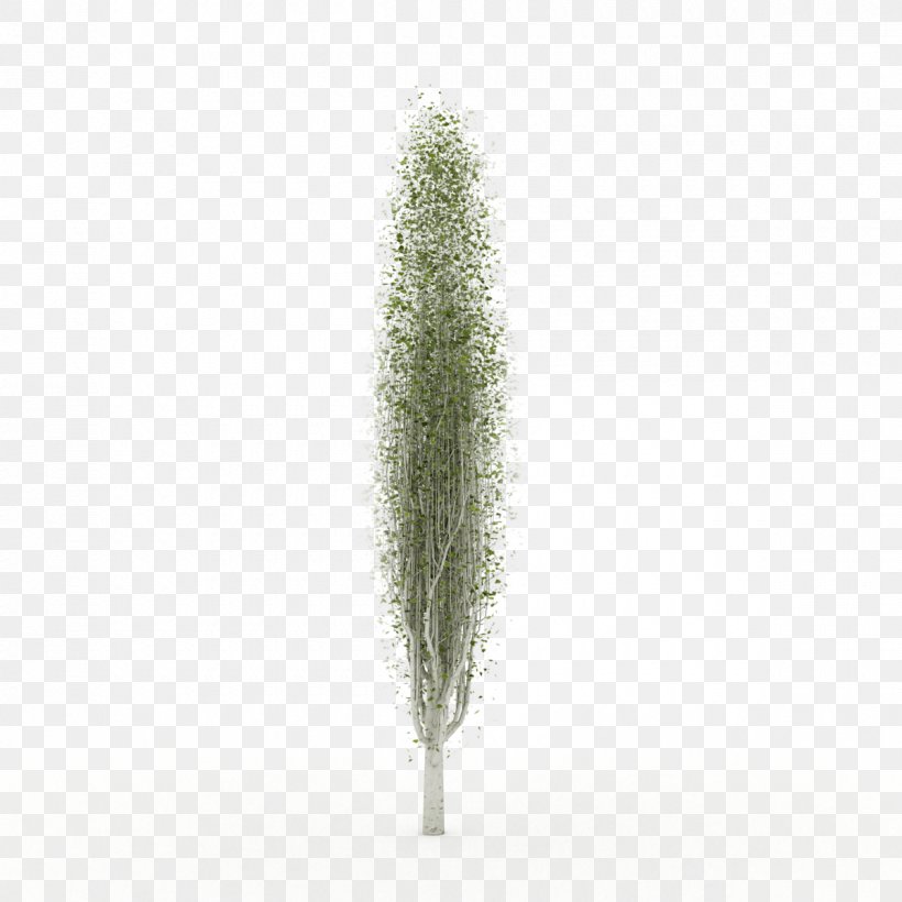Tree Grasses Plant Family, PNG, 1200x1200px, Tree, Family, Grass, Grass Family, Grasses Download Free