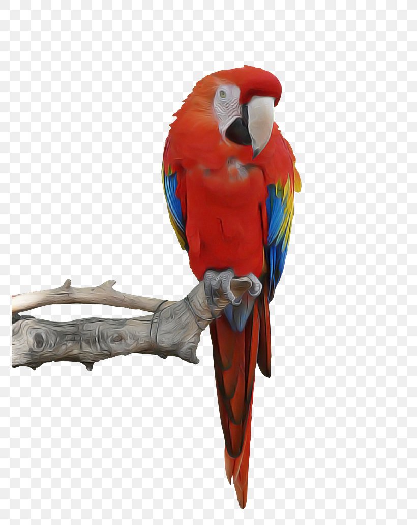 Bird Macaw Parrot Beak Parakeet, PNG, 774x1032px, Bird, Beak, Budgie, Macaw, Parakeet Download Free