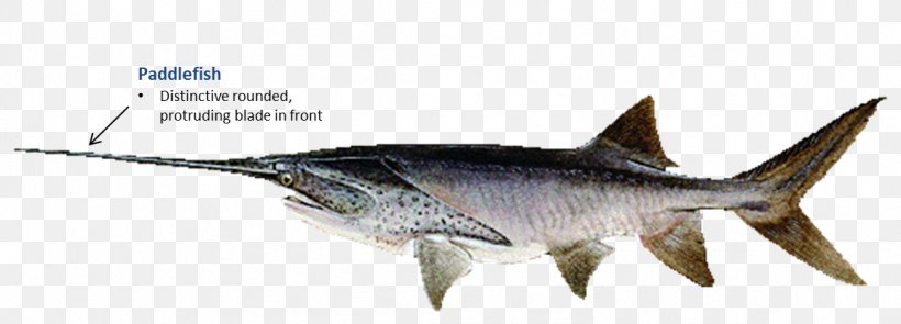 Swordfish Oklahoma American Paddlefish, PNG, 1156x417px, Swordfish, American Paddlefish, Animal, Animal Figure, Billfish Download Free