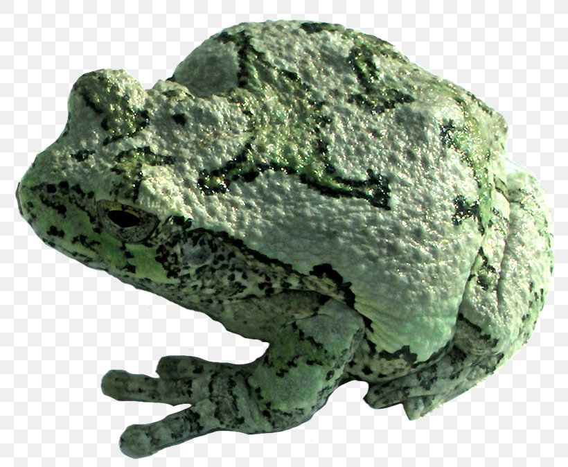 True Frog PhotoScape GIMP Mineral, PNG, 800x674px, True Frog, Amphibian, Blog, Frog, Gimp Download Free