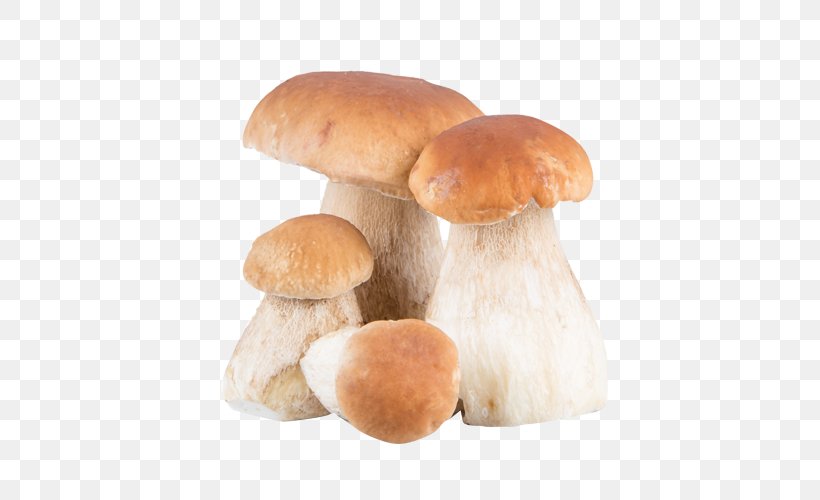 Vallondo Pleurotus Eryngii Boletus Edulis Penny Bun Edible Mushroom, PNG, 500x500px, Pleurotus Eryngii, Beef Tenderloin, Boletus, Boletus Edulis, Dish Download Free