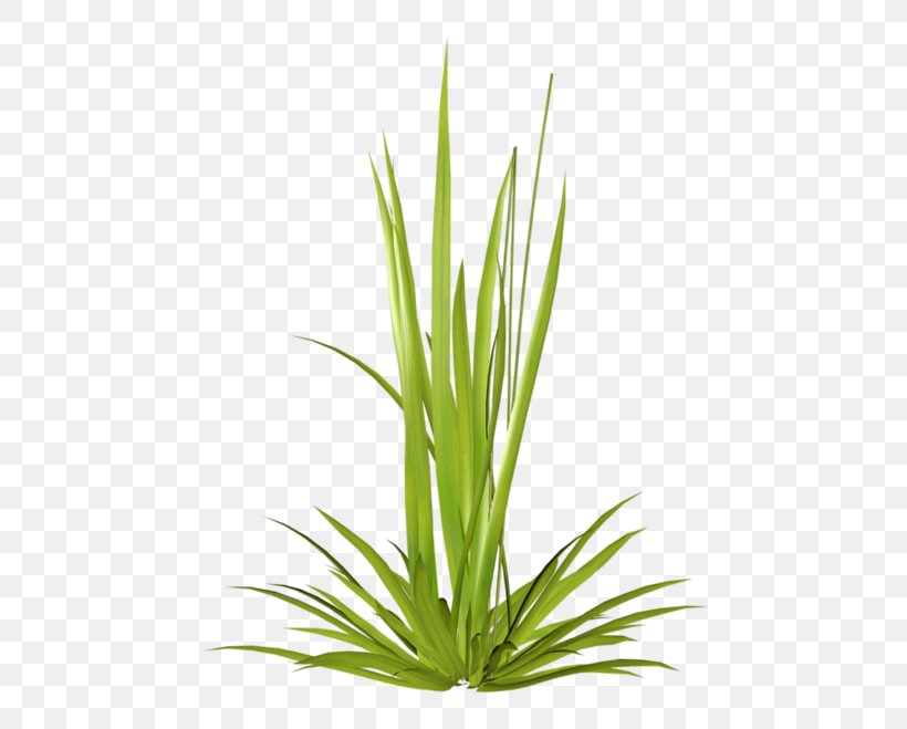 Herbaceous Plant Ryegrass Plant Stem, PNG, 500x659px, 2014, 2017, Herbaceous Plant, Advertising, Aquarium Decor Download Free