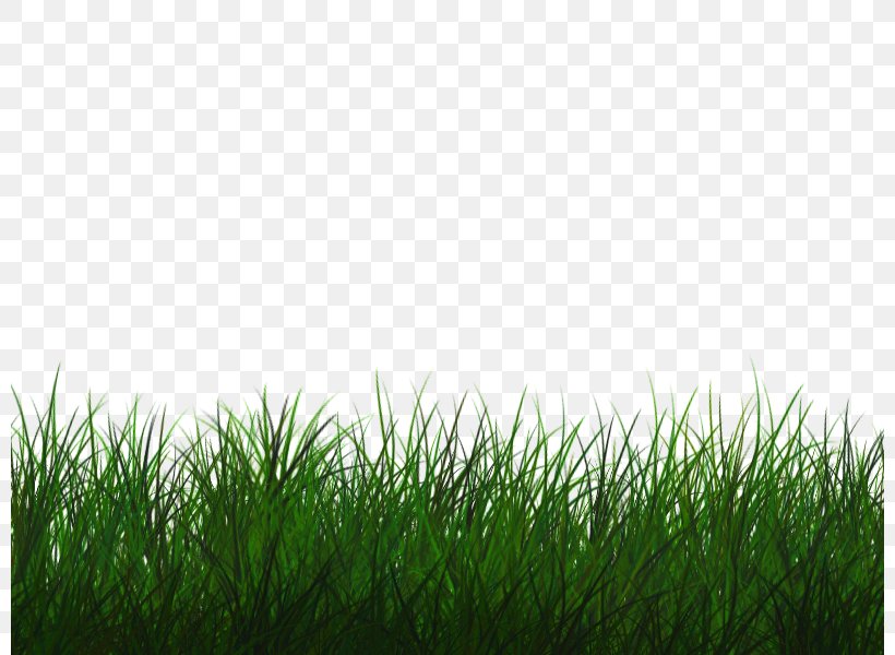 Lawn Desktop Wallpaper, PNG, 800x600px, Lawn, Artificial Turf, Editing, Field, Grass Download Free