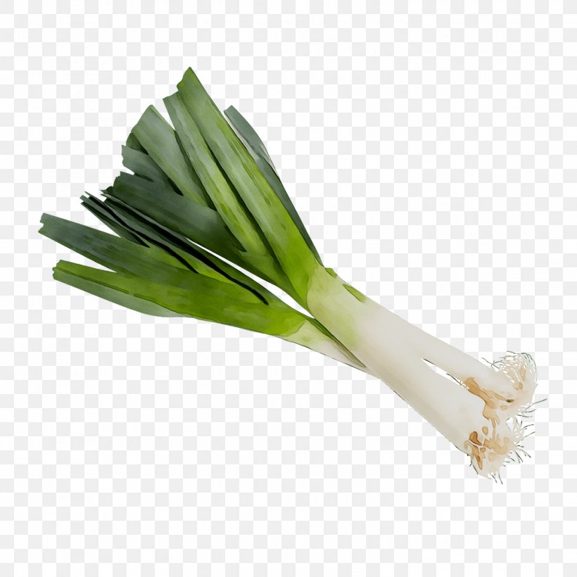 Leek Welsh Onion Scallion Ramp Vegetable, PNG, 1450x1450px, Leek, Allium, Amaryllis Family, Chives, Culantro Download Free