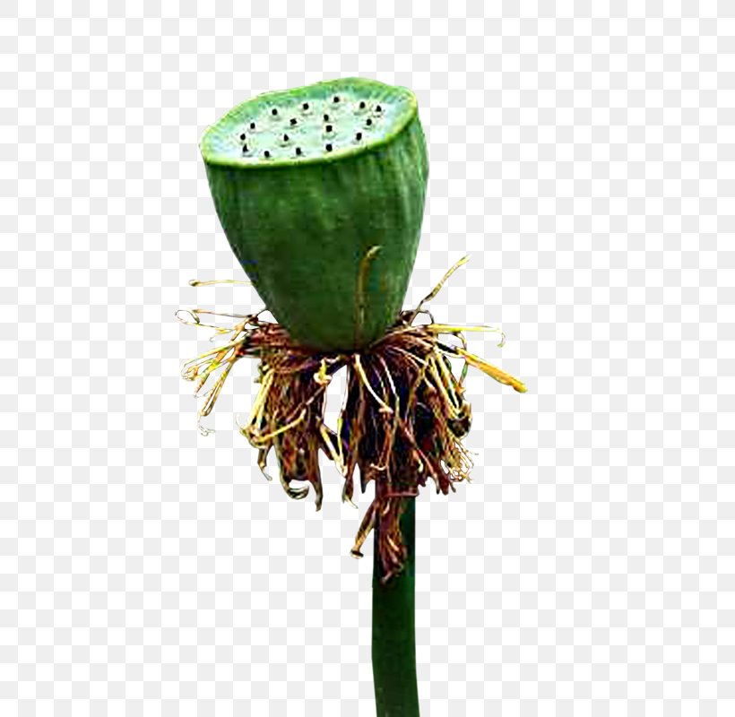 Lotus Seed Nelumbo Nucifera Lotus Root, PNG, 800x800px, Lotus Seed, Aquatic Plant, Canola, Flowerpot, Food Download Free