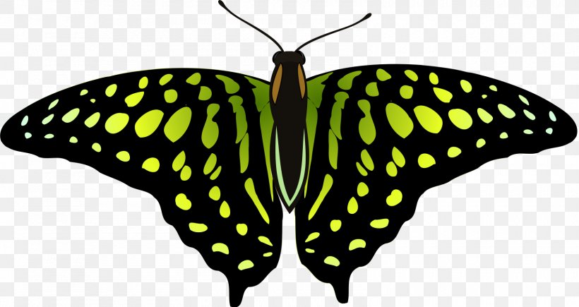 Tailed Jay Vector Graphics Stock Photography Stock Illustration, PNG, 1600x850px, Tailed Jay, Arthropod, Brush Footed Butterfly, Butterfly, Insect Download Free