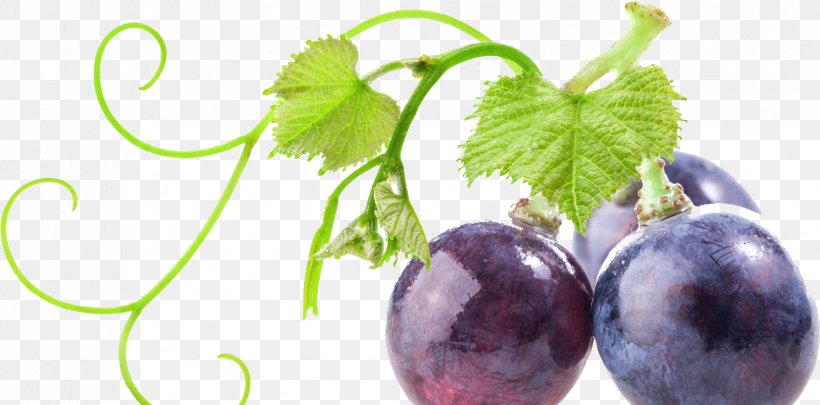 Common Grape Vine Food Stock Photography, PNG, 1651x817px, Grape, Auglis, Berry, Common Grape Vine, Food Download Free