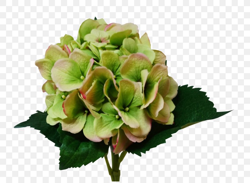 Hydrangea Cut Flowers Flower Bouquet Artificial Flower, PNG, 800x600px, Hydrangea, Artificial Flower, Cornales, Cut Flowers, Floral Design Download Free