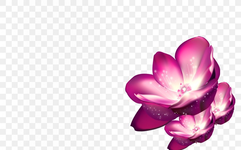 Shulin District Pink Purple Flower Wallpaper, PNG, 1200x750px, Shulin District, Blossom, Closeup, Computer, Floral Design Download Free