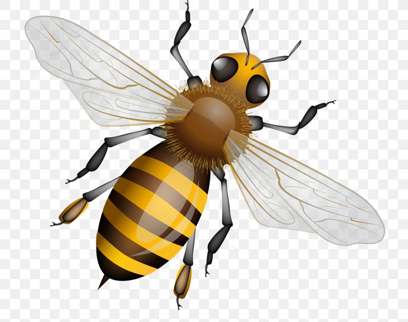 Western Honey Bee Vector Graphics Beehive Stock Photography, PNG, 800x646px, Bee, Arthropod, Beehive, Beekeeping, Bumblebee Download Free