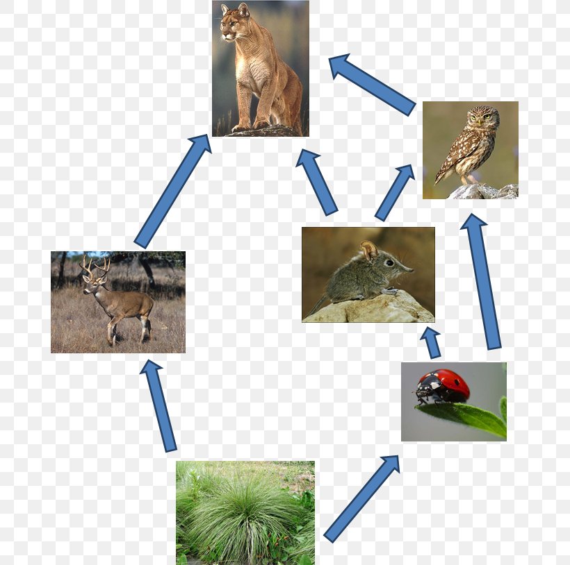 California Chaparral And Woodlands Food Web Biome Food Chain, PNG, 673x814px, Chaparral, Animal, Biome, Decomposer, Ecological Pyramid Download Free