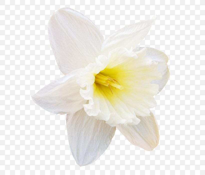 Daffodil Narcissus Cut Flowers Amaryllidaceae, PNG, 612x700px, Daffodil, Amaryllidaceae, Amaryllis Family, Cut Flowers, Flower Download Free
