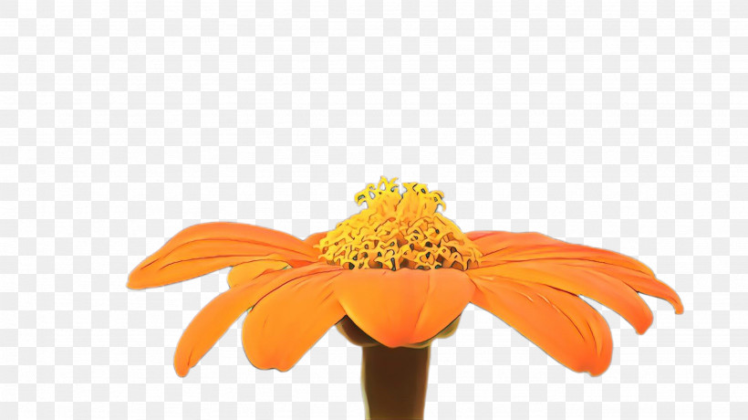Orange, PNG, 2668x1499px, Orange, Barberton Daisy, Cut Flowers, Flower, Gerbera Download Free