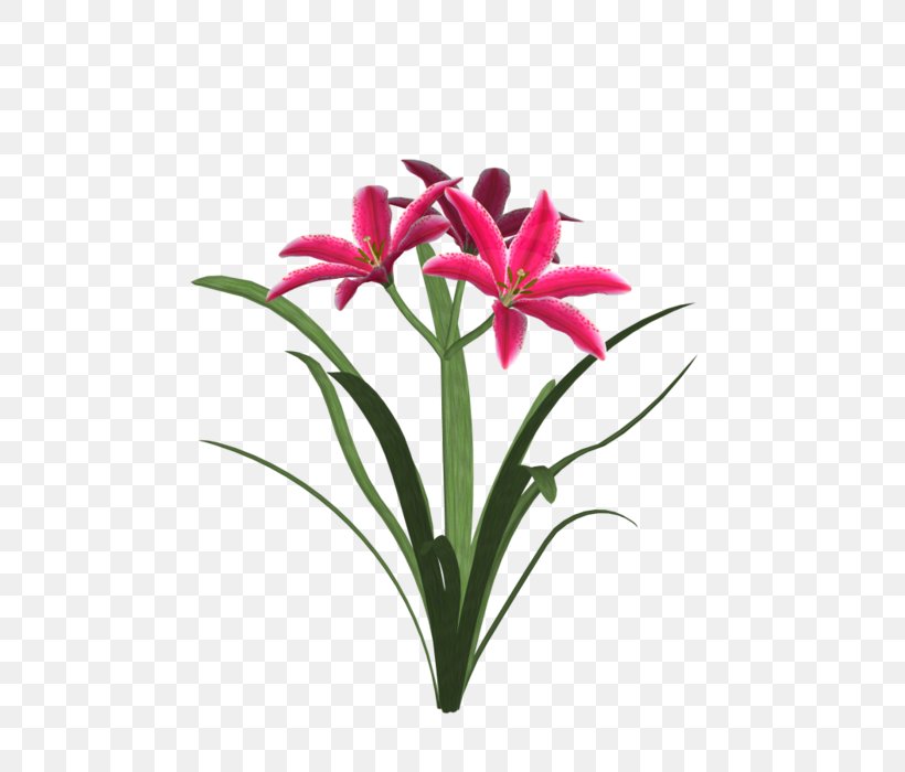 Amaryllis Jersey Lily Cut Flowers Flowerpot Floristry, PNG, 500x700px, Amaryllis, Amaryllis Belladonna, Belladonna, Cut Flowers, Floristry Download Free
