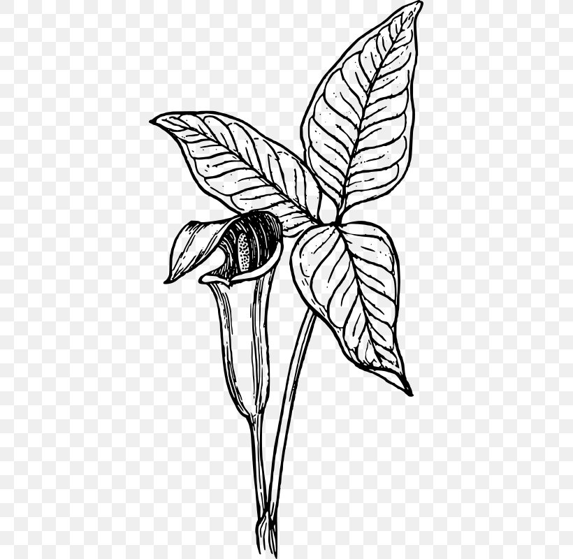 Arum-lily Cuckoo-pint Clip Art, PNG, 393x800px, Arumlily, Art, Artwork, Arum Lilies, Black And White Download Free