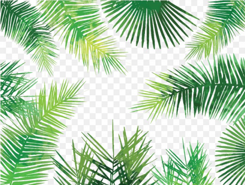 Asian Palmyra Palm Arecaceae Palm-leaf Manuscript Tree, PNG, 2000x1516px, Asian Palmyra Palm, Arecaceae, Arecales, Borassus, Borassus Flabellifer Download Free