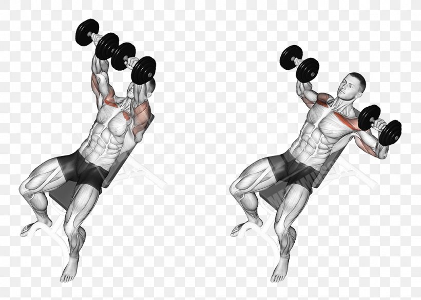 Bench Press Dumbbell Exercise Weight Training, PNG, 1024x731px, Bench Press, Arm, Barbell, Bench, Bodybuilding Download Free