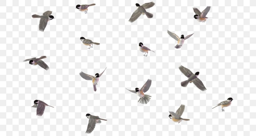 Bird Chickadee House Sparrow Drawing, PNG, 700x436px, 3d Computer Graphics, Bird, Animal, Animal Migration, Beak Download Free