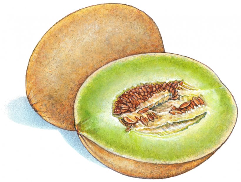 Fruit Honeydew Cantaloupe Melon Drawing, PNG, 1024x777px, Fruit, Canary Melon, Cantaloupe, Cucumber Gourd And Melon Family, Cucumis Download Free