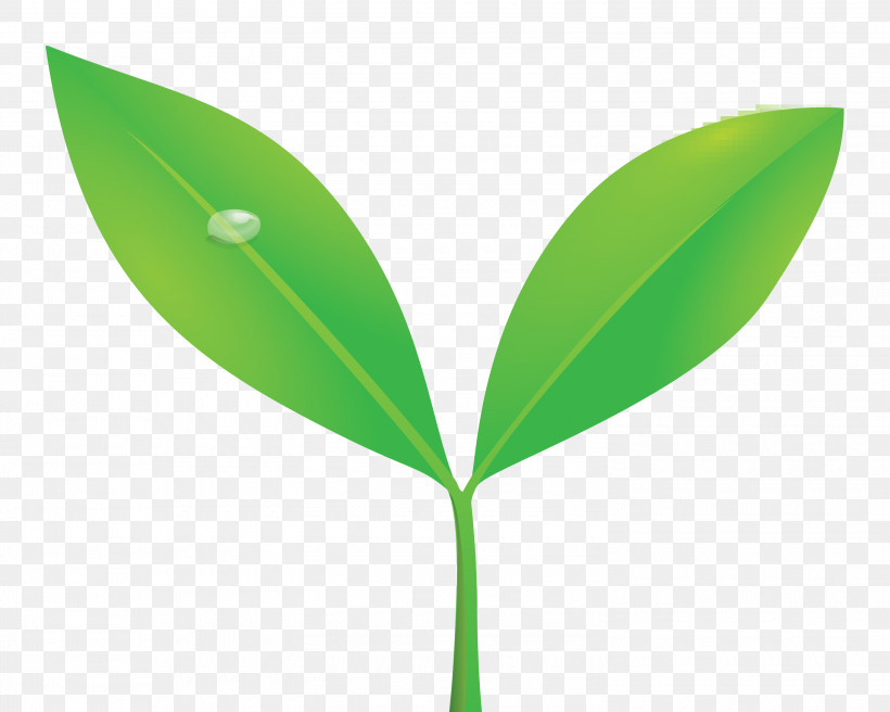 Sprout Bud Seed, PNG, 3000x2401px, Sprout, Bud, Eucalyptus, Flower, Flush Download Free