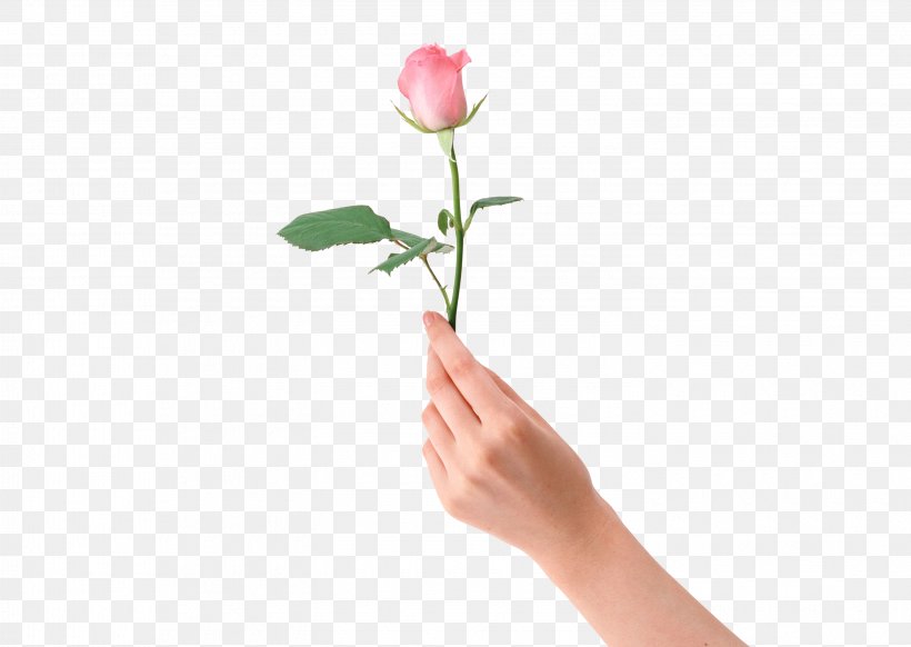 Beach Rose Flower Hand, PNG, 2950x2094px, Beach Rose, Beauty, Bud, Cut Flowers, Finger Download Free