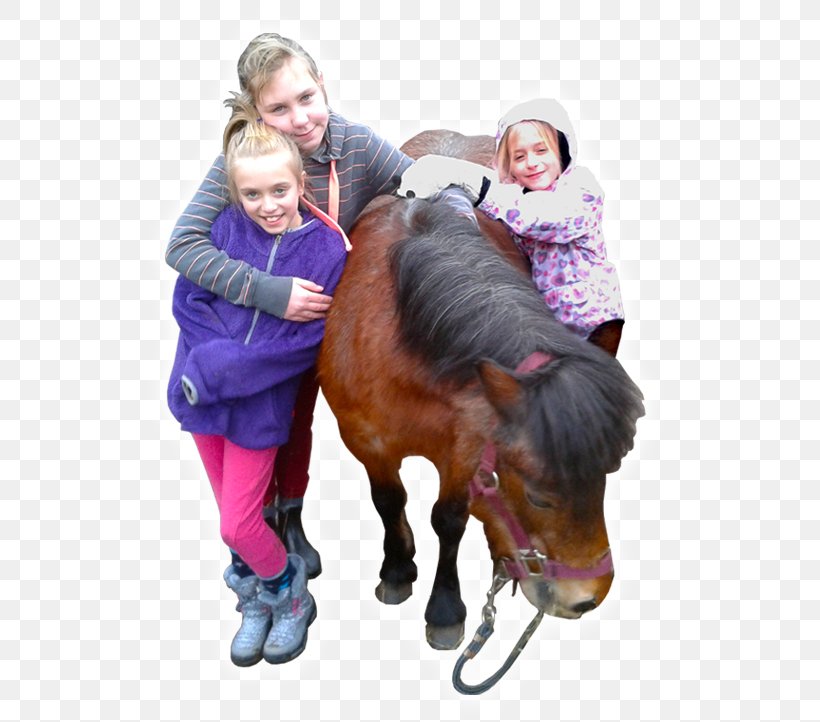 Pony Mustang Halter Stallion Mane, PNG, 539x722px, Pony, Boy, Child, Halter, Horse Download Free