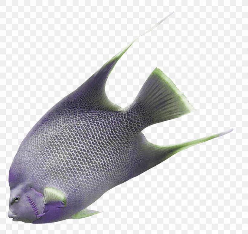Purple Grey Fish Violet, PNG, 1200x1134px, Purple, Fish, Google Images, Grey, Marine Biology Download Free