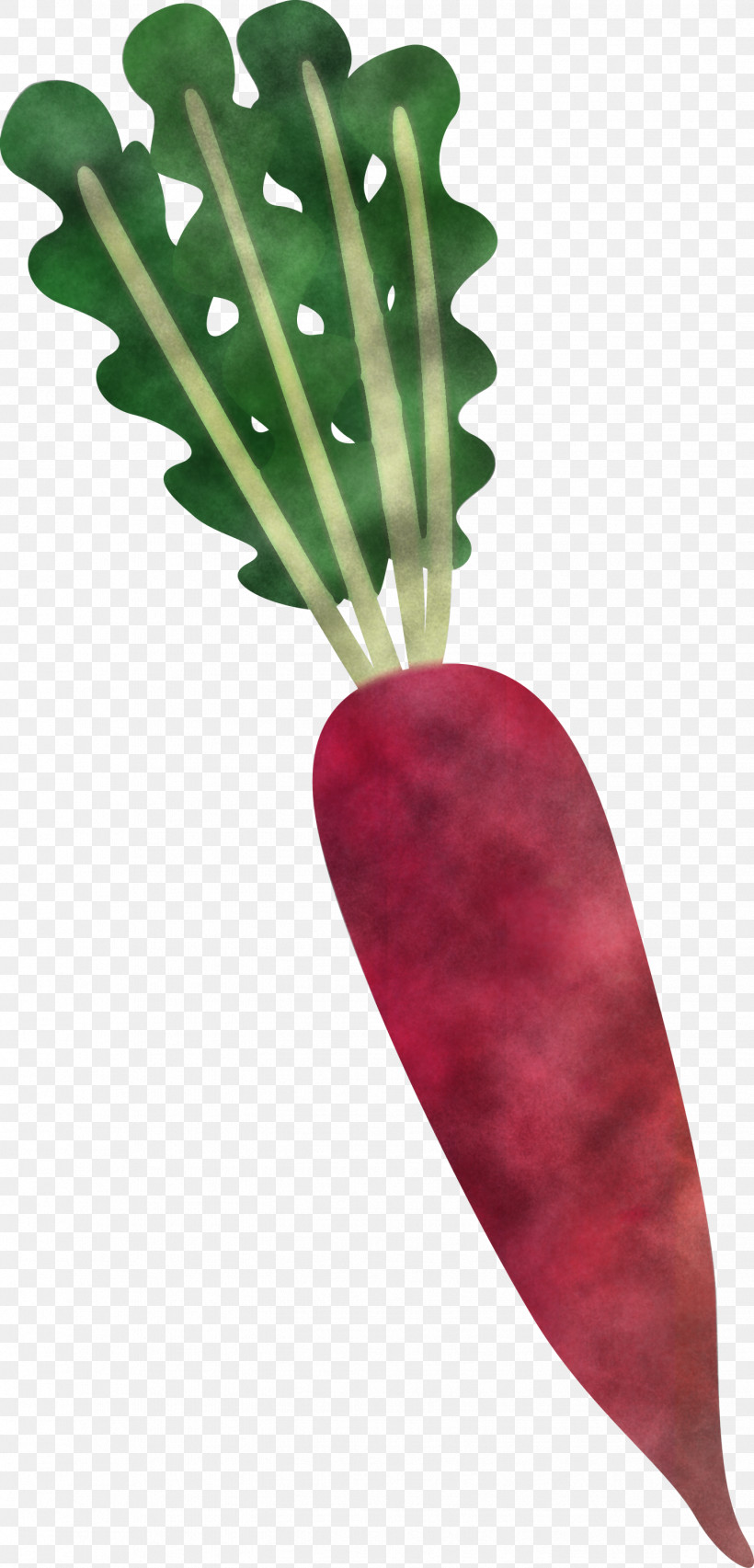 Radish, PNG, 1442x2999px, Radish, Beetroot, Carrot, Daikon, Leaf Download Free