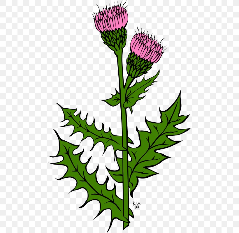 Scotland Creeping Thistle Clip Art, PNG, 800x800px, Scotland, Burdock, Cardoon, Creeping Thistle, Daisy Family Download Free