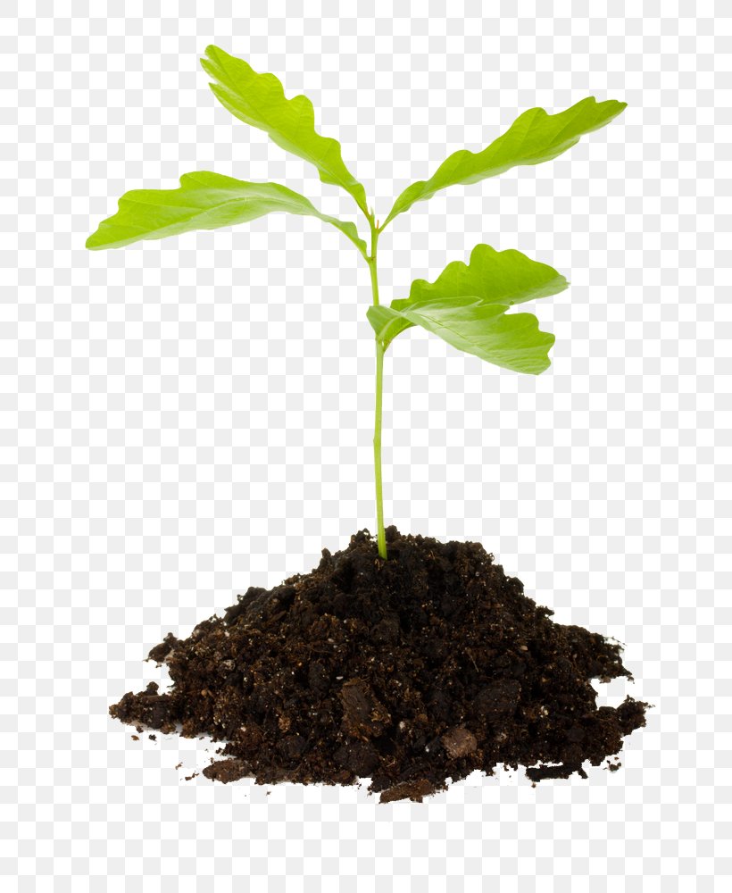 Seedling Tree Planting Clip Art, PNG, 703x1000px, Seedling, Acorn, Flowerpot, Forest, Germination Download Free
