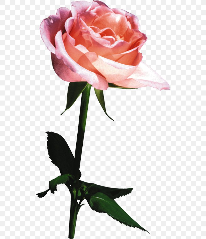 Still Life: Pink Roses Beach Rose Garden Roses Clip Art, PNG, 535x951px, Still Life Pink Roses, Beach Rose, Bud, Cut Flowers, Flora Download Free