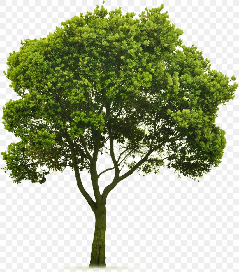 Tree Topping Landscaping Lawn Clip Art, PNG, 902x1024px, Tree, Arborist, Branch, Garden, Grass Download Free