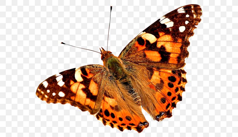 Butterfly Painted Lady Insect Painting, PNG, 600x475px, Butterfly, Arthropod, Brush Footed Butterfly, Brushfooted Butterflies, Butterflies And Moths Download Free