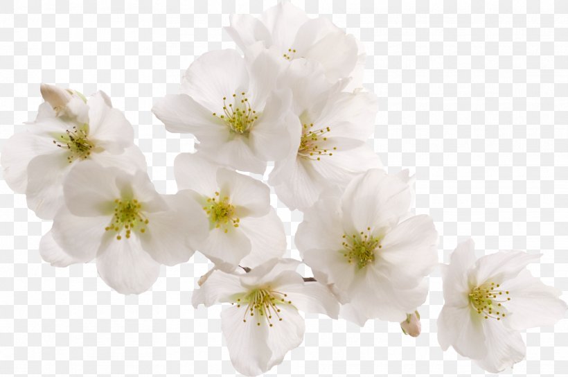Cherry Blossom White Peach, PNG, 1823x1211px, Cherry Blossom, Blossom, Branch, Cerasus Serrulata, Cherry Download Free