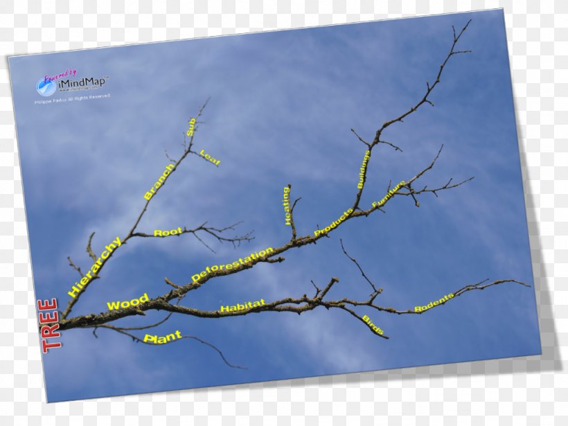 Ecosystem, PNG, 1024x768px, Ecosystem, Branch, Sky, Tree, Twig Download Free