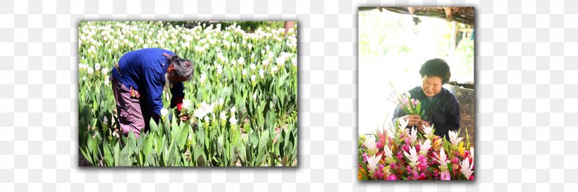 Picture Frames Grasses Family, PNG, 1500x500px, Picture Frames, Family, Grass, Grass Family, Grasses Download Free