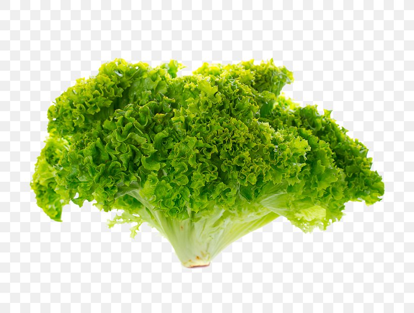 Romaine Lettuce Stock Photography Red Leaf Lettuce, PNG, 800x620px, Romaine Lettuce, Bolting, Broccoli, Curled Endive, Endive Download Free