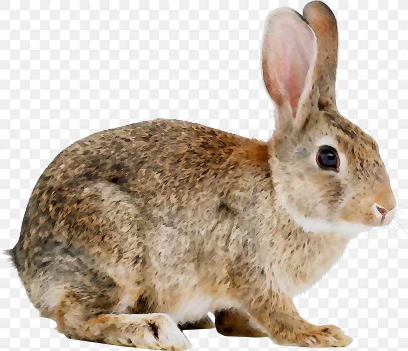 Domestic Rabbit Angora Rabbit Hare Rex Rabbit, PNG, 2400x2068px, 2018, Domestic Rabbit, Angora Rabbit, Animal Figure, Beige Download Free