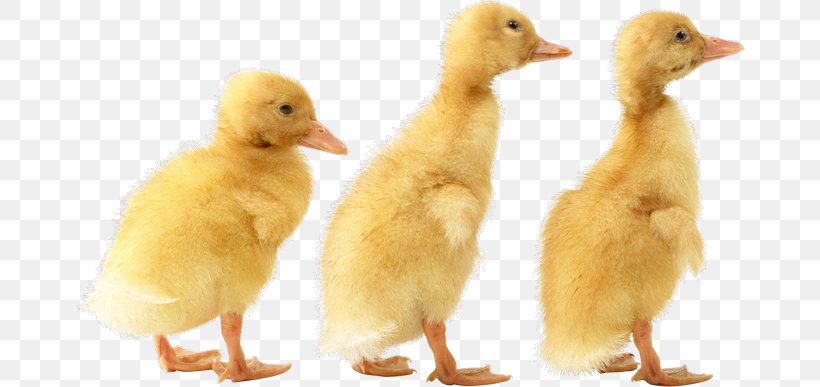 Duck Cygnini Bird Goose, PNG, 670x387px, Duck, Anatidae, Baby Ducks, Beak, Bird Download Free