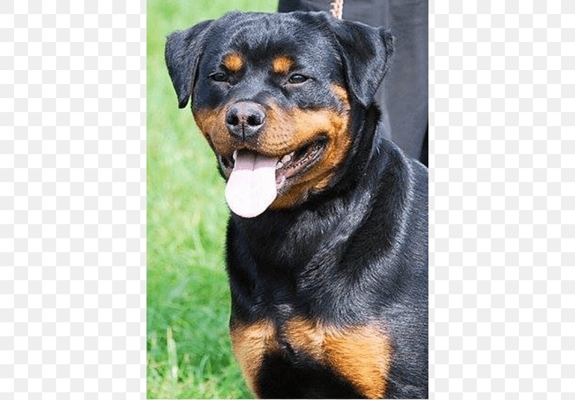 King Rottweilers Puppy Dog Breed Litter, PNG, 814x571px, Rottweiler, Animal, Breed, Carnivoran, Com Download Free