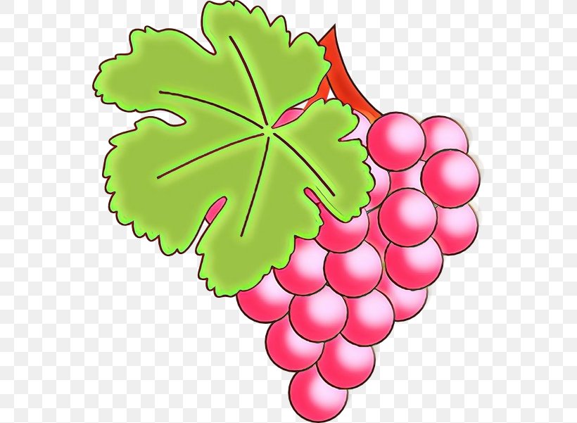 Leaf Grape Leaves Grape Seedless Fruit Grapevine Family, PNG, 558x601px, Cartoon, Flower, Flowering Plant, Grape, Grape Leaves Download Free