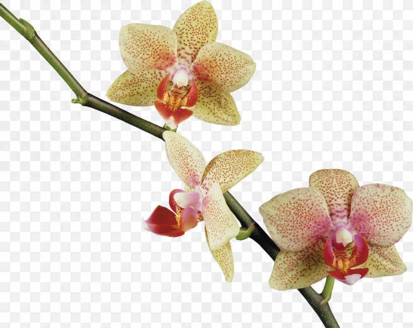 Flower Orchids Clip Art, PNG, 1200x953px, Flower, Cattleya, Diary, Flora, Flowering Plant Download Free