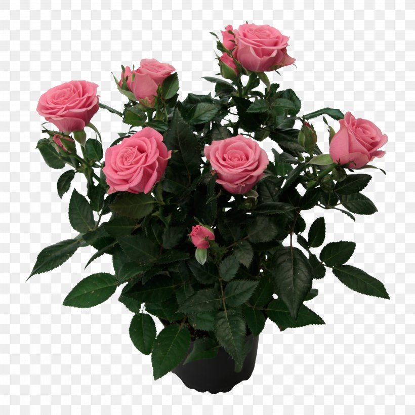Garden Roses Cabbage Rose Floribunda Memorial Rose, PNG, 2889x2889px, Garden Roses, Annual Plant, Artificial Flower, Bouquet, Cabbage Rose Download Free