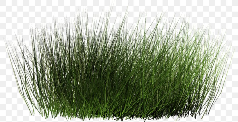 Landscape Architecture Drawing, PNG, 800x422px, Architecture, Architectural Drawing, Architectural Rendering, Drawing, Grass Download Free