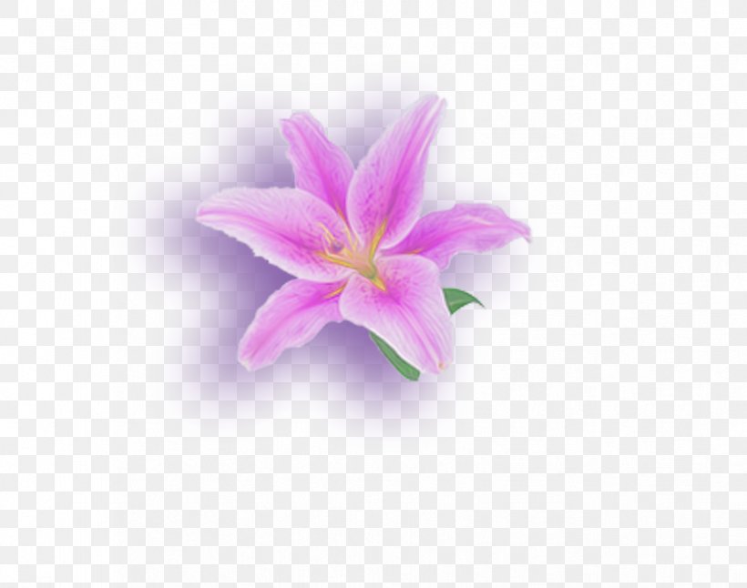 Lilium Flower Petal, PNG, 825x650px, Lilium, Flower, Flowering Plant, Herbaceous Plant, Lilac Download Free