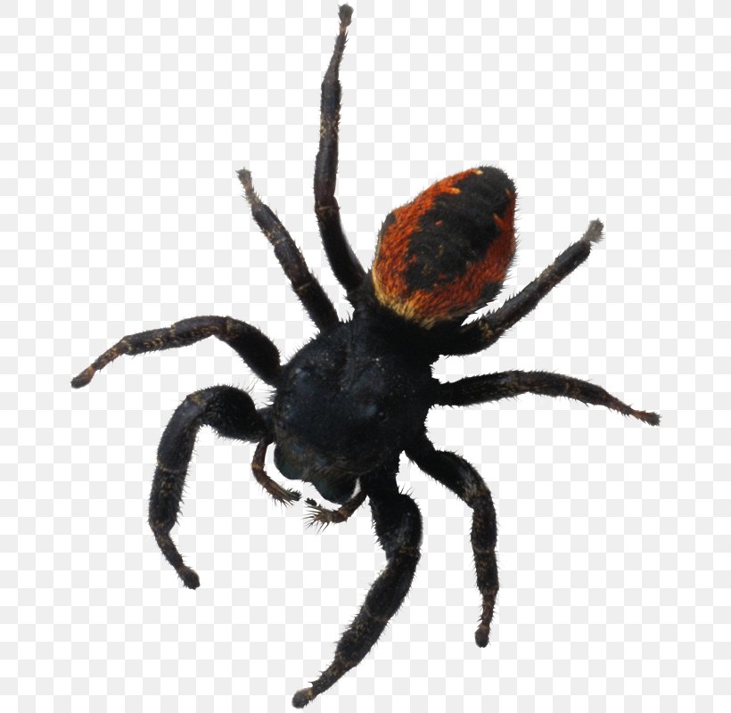 Spider Brachypelma Hamorii Brachypelma Auratum Southern Black Widow, PNG, 666x800px, Spider, Arachnid, Araneus, Araneus Cavaticus, Arthropod Download Free